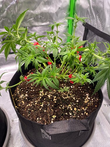 Growreport Bild 2