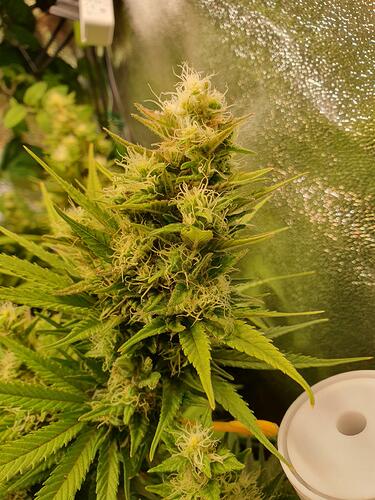 Growreport Bild 4