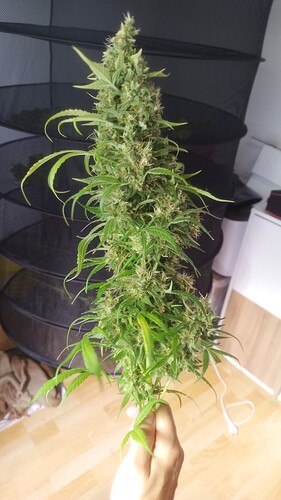 Growreport Bild 24