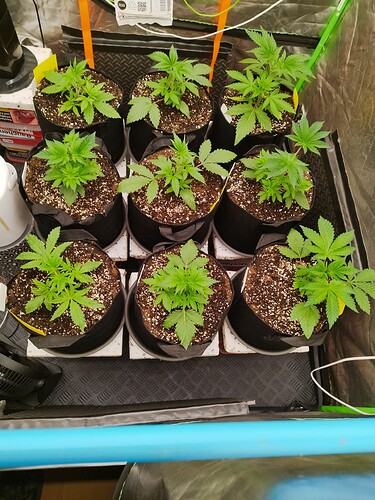 Neun junge Cannabispflanzen in Vlies-Töpfen, die sich im frühen Wachstumsstadium befinden.