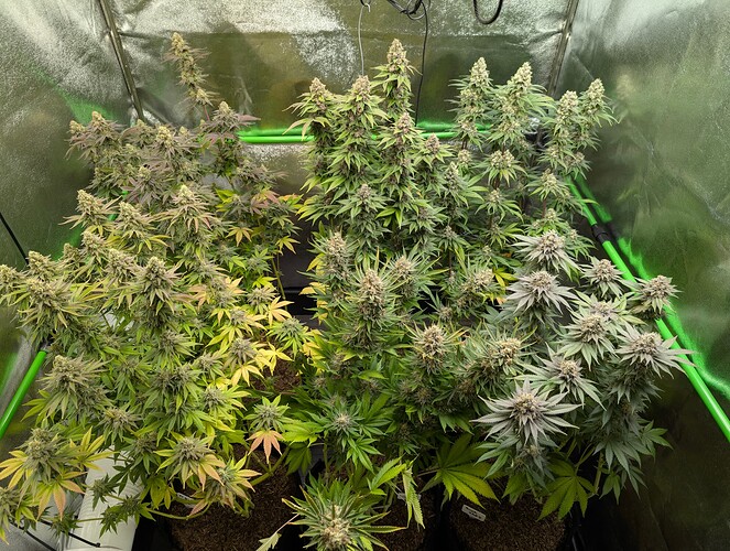 Growreport Bild 1