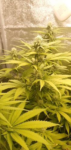 Growreport Bild 1