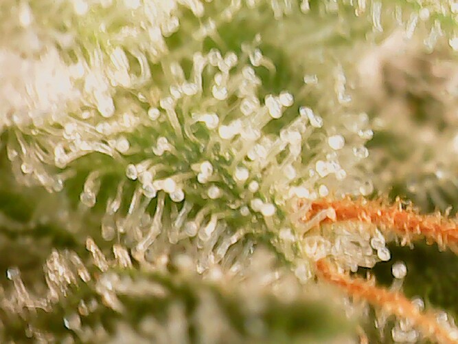 Growreport Bild 76