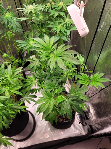 Growreport Bild 6