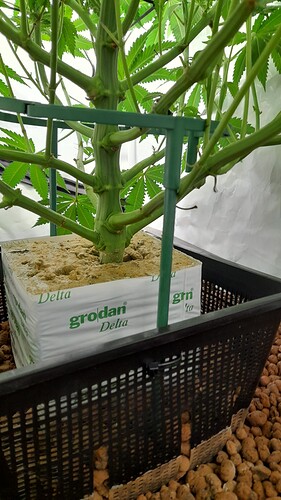 Growreport Bild 6