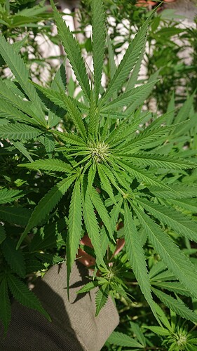 DD216.09.