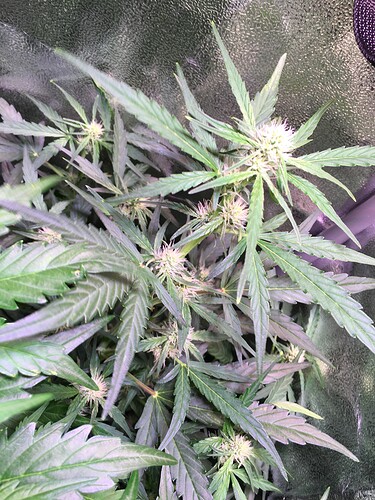 Growreport Bild 3