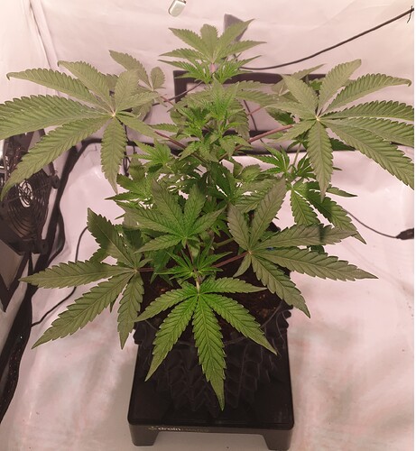 Growreport Bild 3
