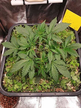 Ayahuasca Purple 01.12.2024