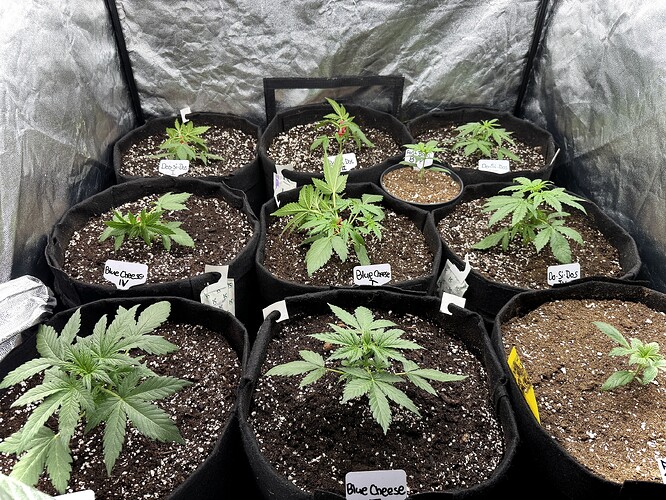 Growreport Bild 2