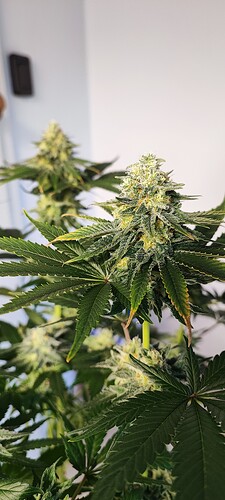 Growreport Bild 3
