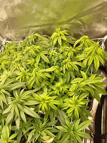 17143023540251149155559654603447