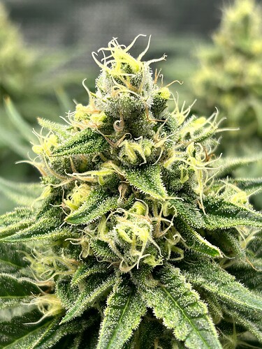 Growreport Bild 19