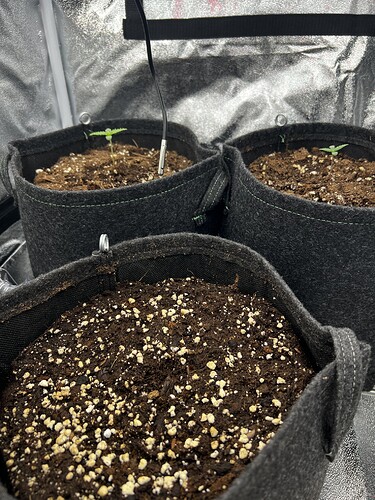 Growreport Bild 2