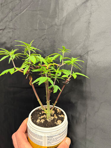 Growreport Bild 25
