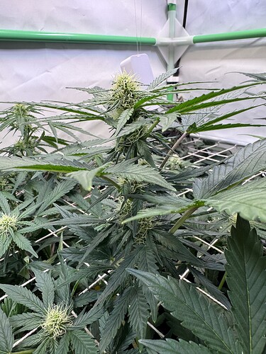 Growreport Bild 16