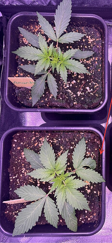 Growreport Bild 18
