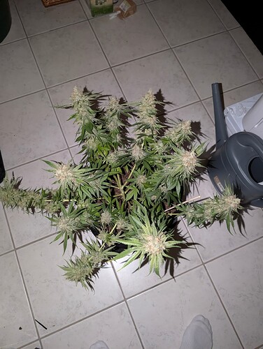 Growreport Bild 27