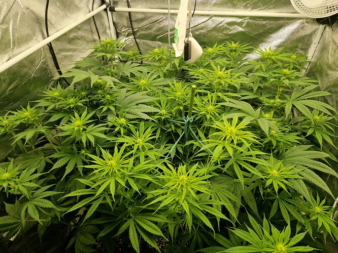 Growreport Bild 1