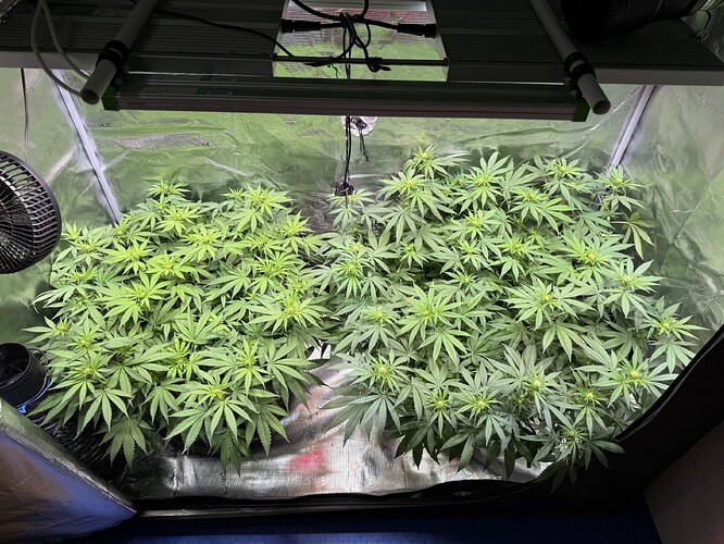 Growreport Bild 66