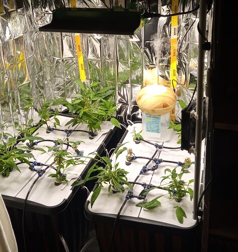 Screenshot_20250318_090008