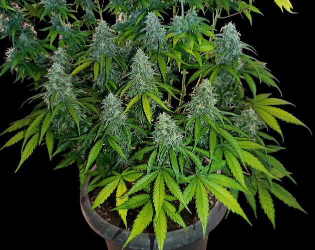 Growreport Bild 1