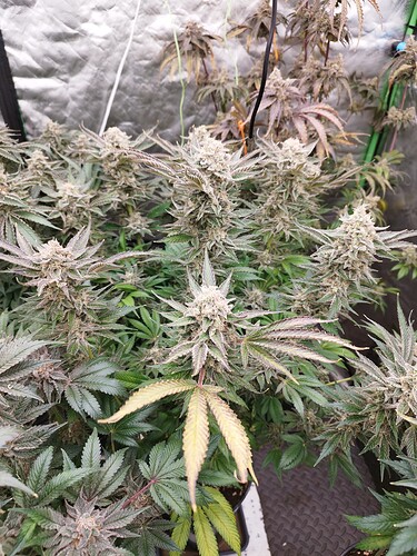 Growreport Bild 6