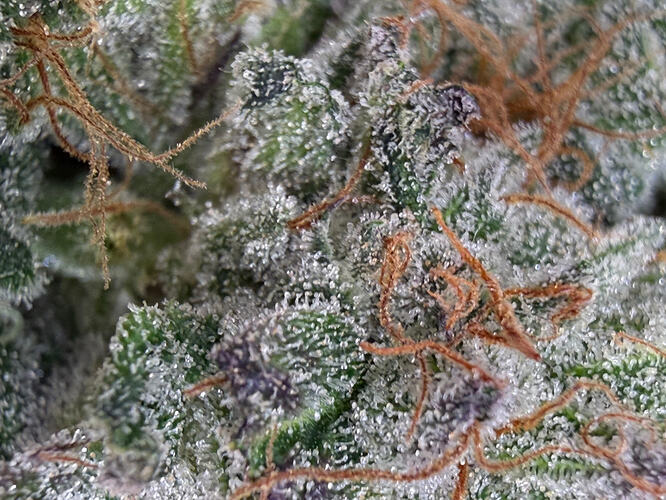 Growreport Bild 10