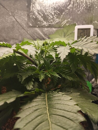 IMG_20241213_203149 - Kopie