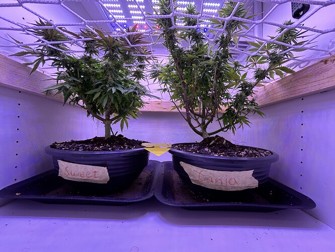 Zwei Cannabis-Pflanzen in flachen Töpfen unter einem Scrog-Netz in einem Schrank, beschriftet mit 'Sweet' und 'Ganja'.