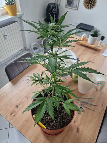 WhatsApp Image 2024-05-24 at 16.08.15 (1)