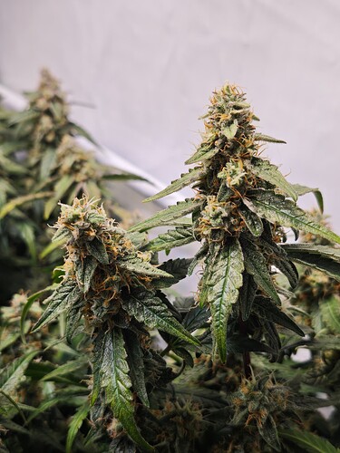 MVIMG_20251120_205255