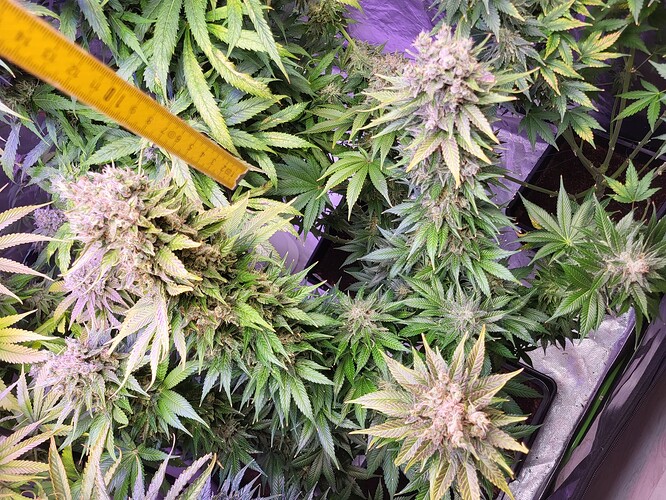 Growreport Bild 4