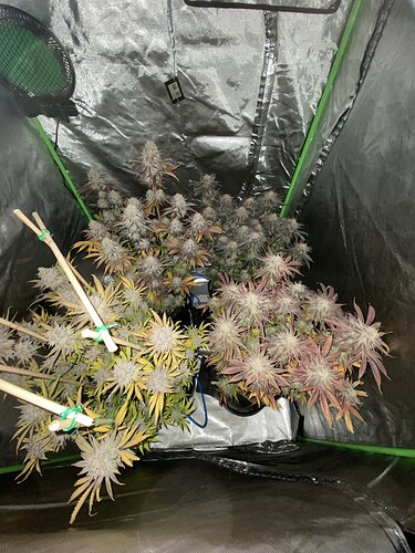 Growreport Bild 4