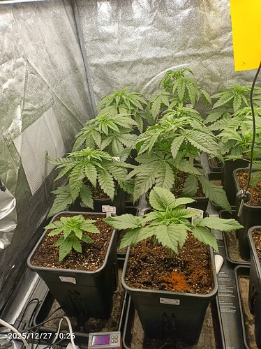 Growreport Bild 8