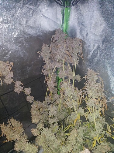Growreport Bild 7