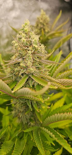 Growreport Bild 7