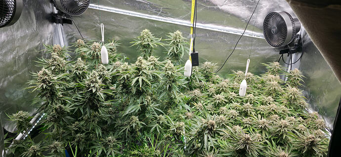 Growreport Bild 54