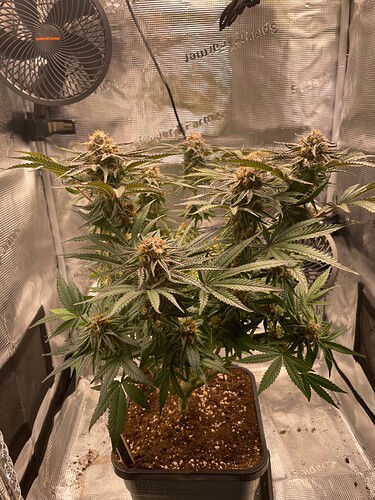 slh1