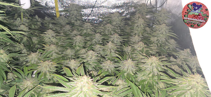 Growreport Bild 28