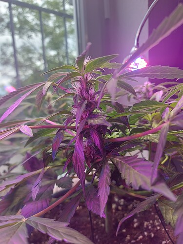 Growreport Bild 6