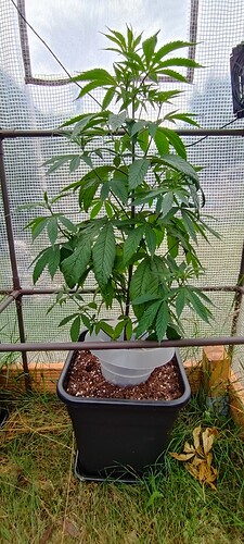 IMG_20240630_184944
