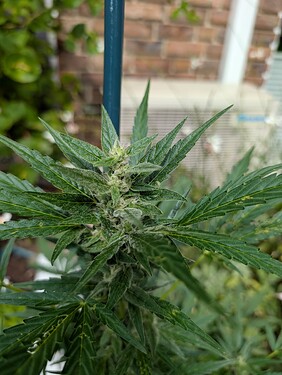 Growreport Bild 5