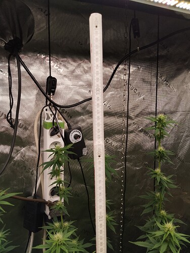 Growreport Bild 7