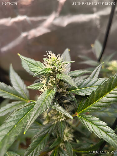 Growreport Bild 4