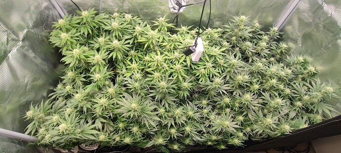 Growreport Bild 8