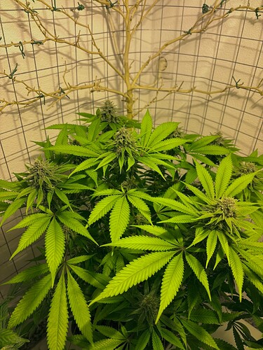 Growreport Bild 4