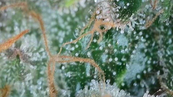 Growreport Bild 16