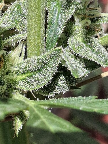 Growreport Bild 132