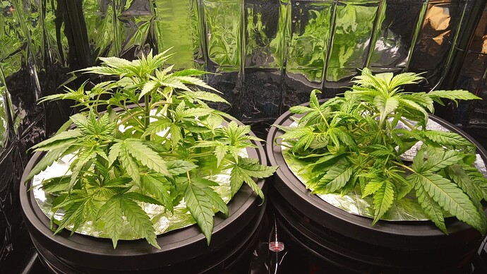 Growreport Bild 3